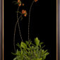 Framed Fine Art Print Myrmecophila Brysiana Plant by Kevin G Saunders