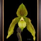 Framed Fine Art Print Paph Its Doll Bloom by Kevin G Saunders