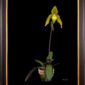 Framed Fine Art Print Paphiopedilum It's Doll Plant by Kevin G Saunders