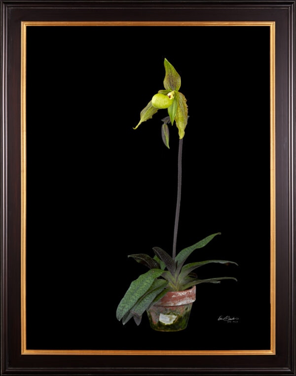 Framed Fine Art Print Paphiopedilum It's Doll Plant View 2 by Kevin G Saunders