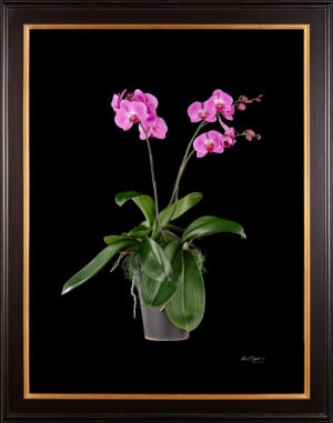 Framed Fine Art Print Phalaenopsis Pantone Pink Plant by Kevin G Saunders