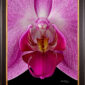 Framed Fine Art Print Phaleonopsis Pantone Pink Bloom Close by Kevin G Saunders