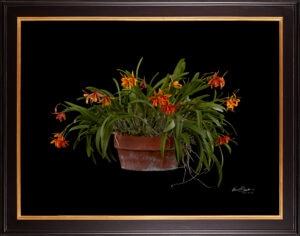 Framed Fine Art Print Potninary Hoku Gem Freckles Plant by Kevin G Saunders
