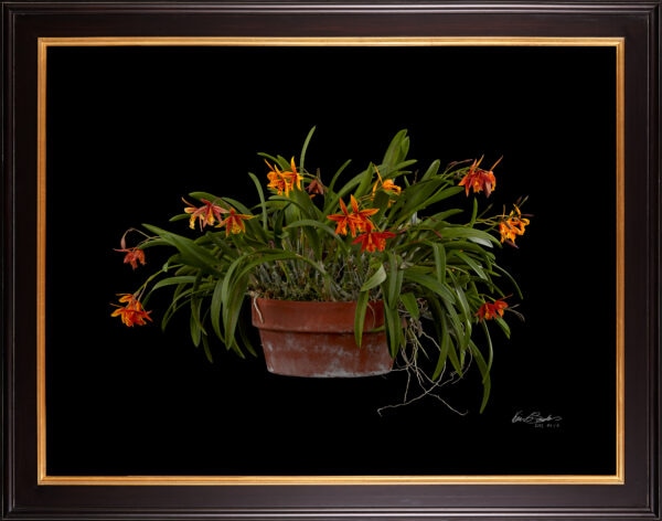 Framed Fine Art Print Potninary Hoku Gem Freckles Plant by Kevin G Saunders
