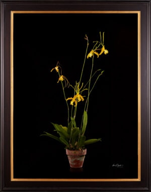 Framed Fine Art Print Psychopsis Papilio Var Alba Carmela Plant by Kevin G Saunders