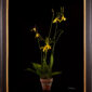 Framed Fine Art Print Psychopsis Papilio Var Alba Carmela Plant by Kevin G Saunders