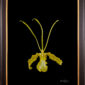 Framed Fine Art Print Psychopsis Papilio Var alba Carmela Bloom by Kevin G Saunders