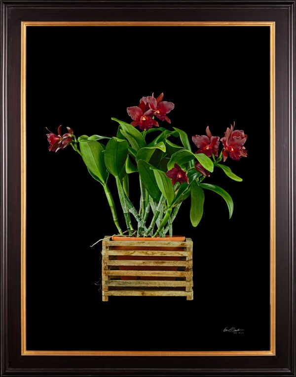 Framed Fine Art Print Rhyncholaeliocattleya Memoria Mario Lanza Plant by Kevin G Saunders