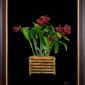 Framed Fine Art Print Rhyncholaeliocattleya Memoria Mario Lanza Plant by Kevin G Saunders