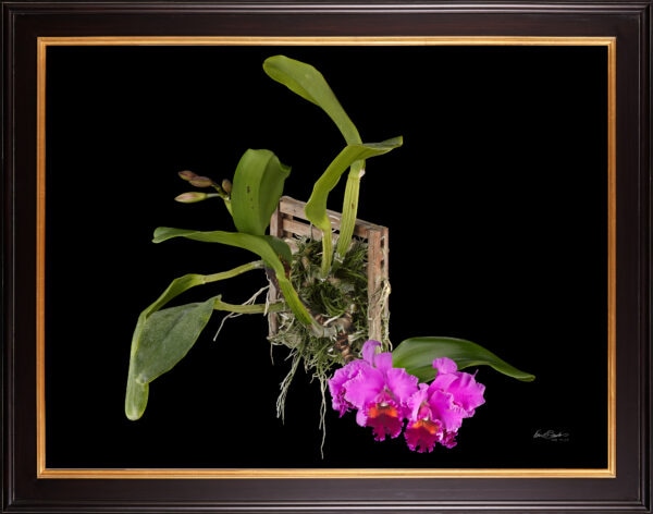 Framed Fine Art Print Rhyncholaeliocattleya Edwin Arthur Hausermann Plant by Kevin G Saunders