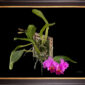 Framed Fine Art Print Rhyncholaeliocattleya Edwin Arthur Hausermann Plant by Kevin G Saunders