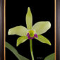 Framed Fine Art Print Rhyncholaeliocattleya Greenwhich Elmhurst Bloom by Kevin G Saunders