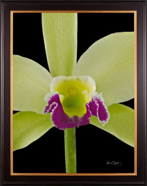 Framed Fine Art Print Rhyncholaeliocattleya Greenwhich Elmhurst Bloom Close 2 by Kevin G Saunders