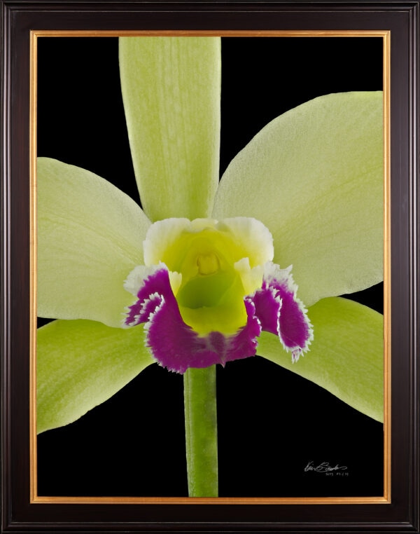 Framed Fine Art Print Rhyncholaeliocattleya Greenwhich Elmhurst Bloom Close 2 by Kevin G Saunders