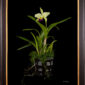 Framed Fine Art Print Rhyncholaeliocattleya Greenwhich Elmhurst Plant by Kevin G Saunders