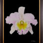 Framed Fine Art Print Rhyncattleanthe Nina Consentida Bloom by Kevin G Saunders