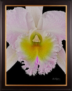 Framed Fine Art Print Rhyncattleanthe Nina Consentida Bloom Close by Kevin G Saunders