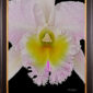Framed Fine Art Print Rhyncattleanthe Nina Consentida Bloom Close by Kevin G Saunders