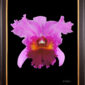 Framed Fine Art Print Rhyncattleanthe Edwin Arthur Hausermann Bloom by Kevin G Saunders