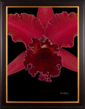 Framed Fine Art Print Rhyncattleanthe Sharon King Yuki Bloom Close by Kevin G Saunders