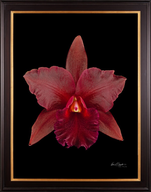 Framed Fine Art Print Rhyncattleanthe Memoria Mario Lanza Bloom by Kevin G Saunders