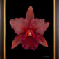 Framed Fine Art Print Rhyncattleanthe Memoria Mario Lanza Bloom by Kevin G Saunders
