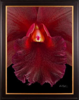 Framed Fine Art Print Rhyncattleanthe Memoria Mario Lanza Bloom Close by Kevin G Saunders