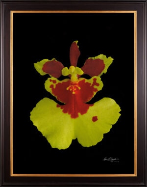Framed Fine Art Print Tolu Golden Sunset Bloom by Kevin G Saunders