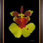 Framed Fine Art Print Tolu Golden Sunset Bloom by Kevin G Saunders