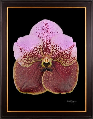 Framed Fine Art Print of Vanda Crownfox Velvet Bloom by Kevin G Saunders