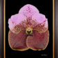 Framed Fine Art Print of Vanda Crownfox Velvet Bloom by Kevin G Saunders