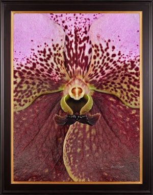 Framed Fine Art Print of Vanda Crownfox Velvet Bloom Close by Kevin G Saunders