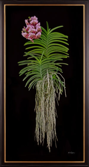 Framed Fine Art Print of Vanda Crownfox Velvet Plant by Kevin G Saunders