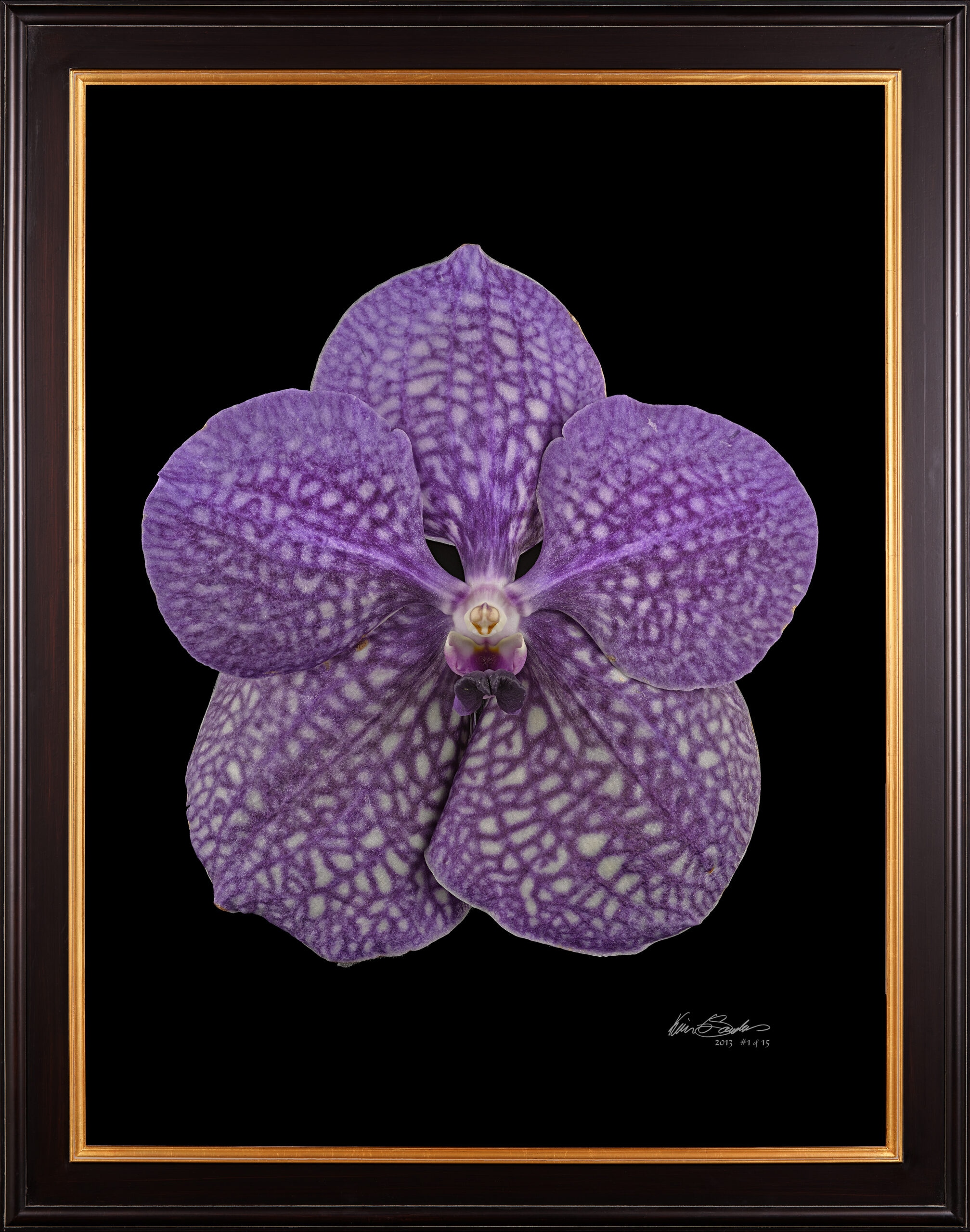 Framed Fine Art Print of Vanda Tokyo Blue Sapphire Bloom by Kevin G Saunders