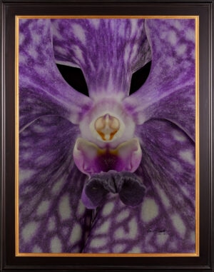 Framed Fine Art Print of Vanda Tokyo Blue Sapphire Bloom Close by Kevin G Saunders