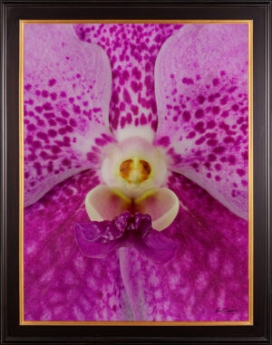 Framed Fine Art Print of Vanda Pantone Pink Bloom Close by Kevin G Saunders
