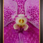 Framed Fine Art Print of Vanda Pantone Pink Bloom Close by Kevin G Saunders