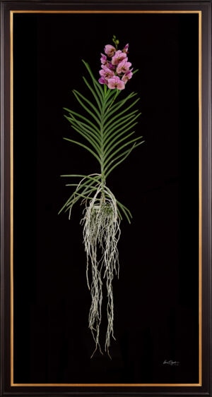 Framed Fine Art Print of Vanda Pure Delight Plant by Kevin G Saunders