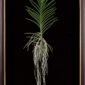 Framed Fine Art Print of Vanda Pure Delight Plant by Kevin G Saunders