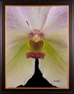Framed Fine Art Print of Vanda Tang See Hang Cathy and Frank Burzik Bloom Close by Kevin G Saunders