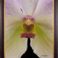 Framed Fine Art Print of Vanda Tang See Hang Cathy and Frank Burzik Bloom Close by Kevin G Saunders