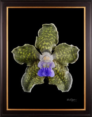 Framed Fine Art Print Vanda Tesselata Leopard Bloom by Kevin G Saunders