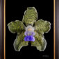 Framed Fine Art Print Vanda Tesselata Leopard Bloom by Kevin G Saunders