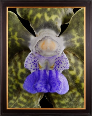 Framed Fine Art Print Vanda Tessellata Leopard Bloom Close by Kevin G Saunders