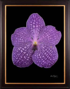 Framed Fine Art Print Vanda Thailand Beauty Blue Bloom by Kevin G Saunders