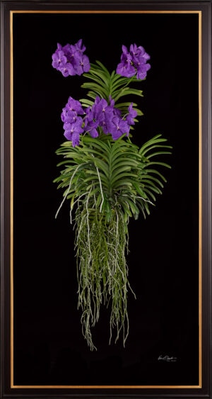 Framed Fine Art Print Vanda Thailand Beauty Blue Plant by Kevin G Saunders