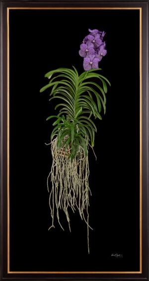 Framed Fine Art Print Vanda Tokyo Blue Sapphire Plant by Kevin G Saunders
