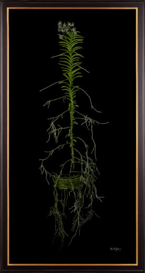 Framed Fine Art Print of Vanda Tessellata Leopart Plant by Kevin G Saunders