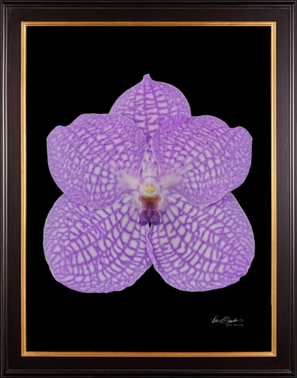 Framed Fine Art Print Vanda Charlene Atkins Bloom by Kevin G Saunders