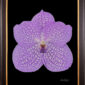 Framed Fine Art Print Vanda Charlene Atkins Bloom by Kevin G Saunders